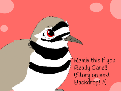 Remix this and sign in if you care about this Killdeer bird!! :') I need help! remix