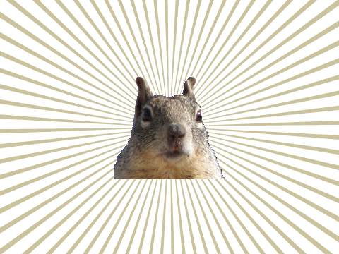angry squirrel
