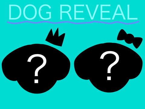 Dog Reveal!