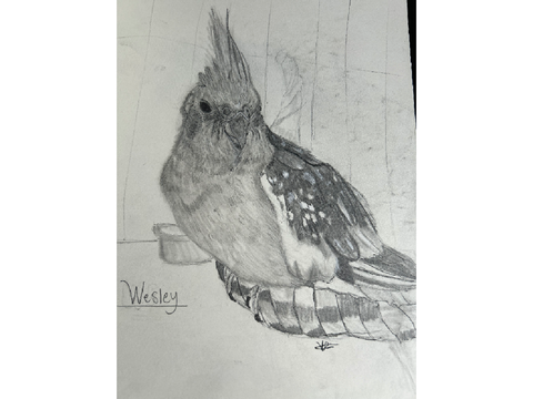 Pearl cockatiel realistic sketch