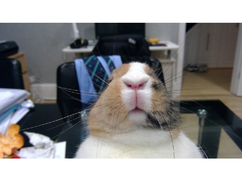 My Rabbit In A Nutshell