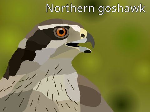 Northern goshawk art