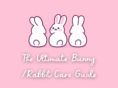 The Ultimate Bunny/Rabbit Care Guide