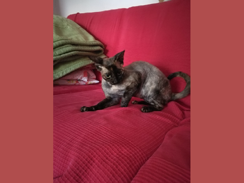 The best photos of my cat