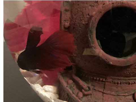 My fish died 