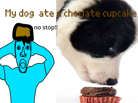 My dog ate a chocolate cupcake