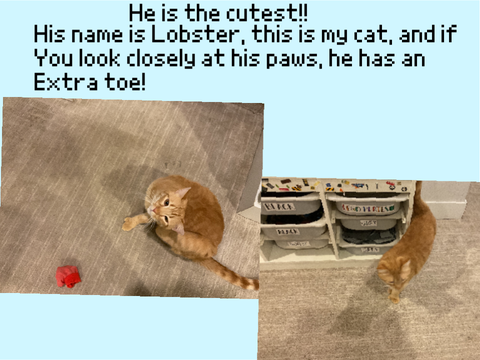 This one is my cat!!