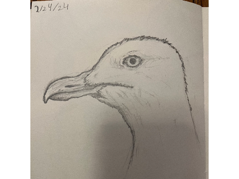 Seagull Take 2