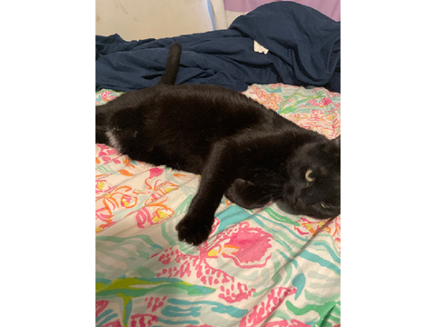 Diamonds cat reveal 