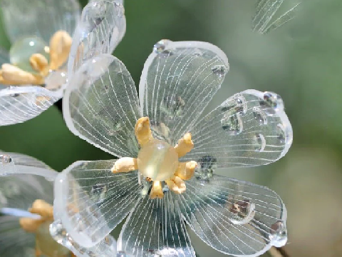 I like you *Gives Skeleton Flower*