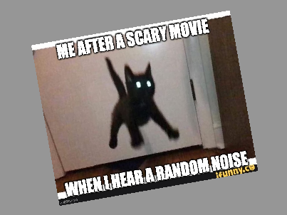 cat chat
