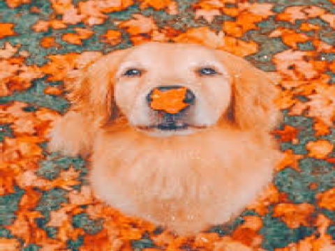 ♥