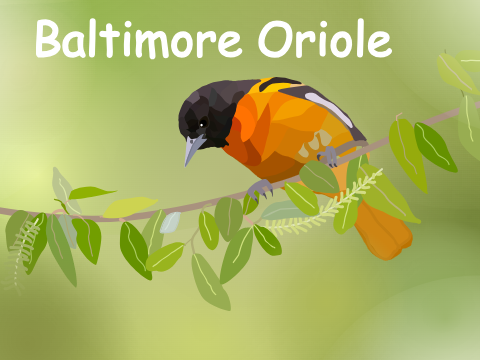 Baltimore Oriole Blockshade