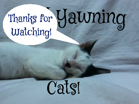 Good Yawing Cats!