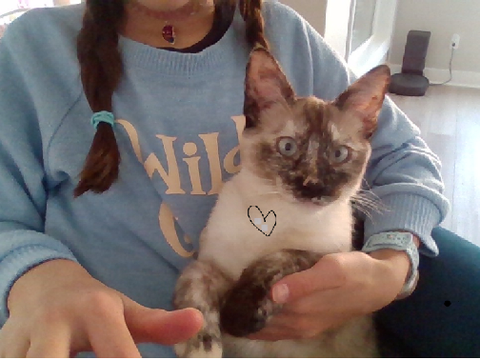 Do you like my kitten?