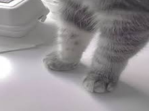Gray Aesthetic▼Set For CatLoversph12