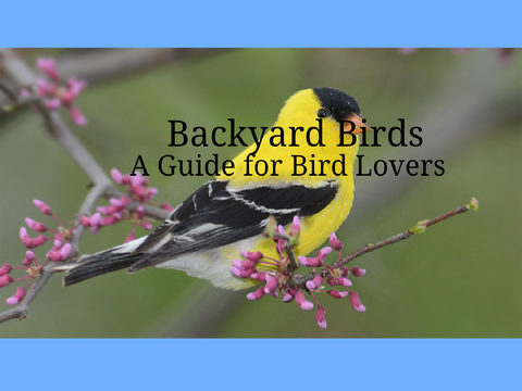 Backyard Birds || Guide for Bird Lovers