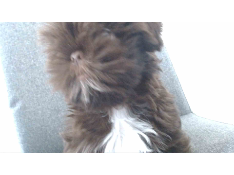 MY PUPPY!!!