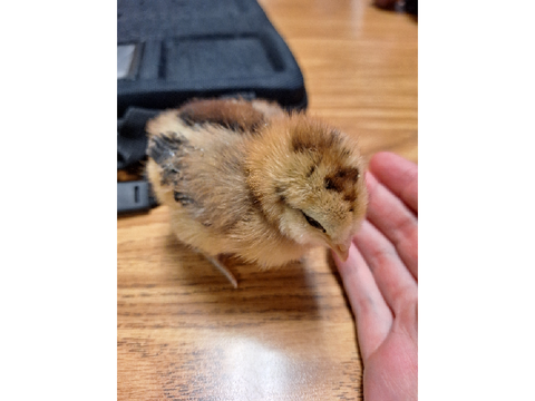 BABY CHICKSSS