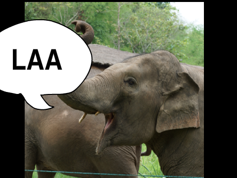 Elephant Chorus: Croc Rock