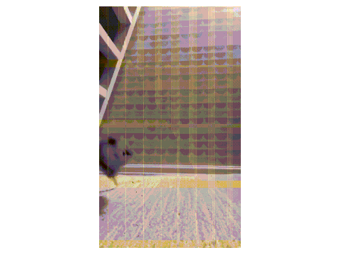 Rat Jumping with Funny Music
