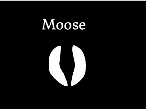 Moose