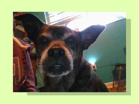 (Dog) Marty my dog 