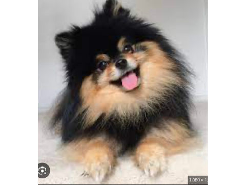 Cute Pomeranians From Google!! 