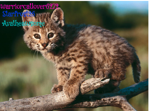 I am Against Bobcat Hunting!!!!!