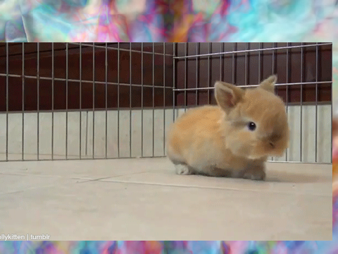 Top 3 cutest Bunny gifs