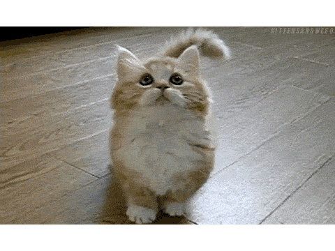 Top 3 cutest cat gifs