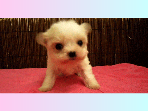 Top 3 cutest puppy gifs