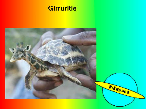 Animal Hybrids