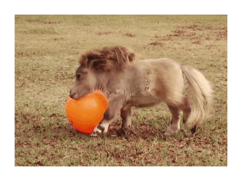 Top 3 cutest horse gifs