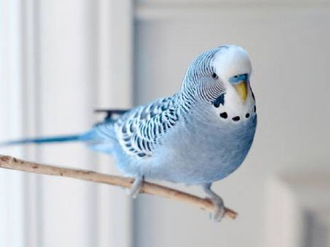 Budgie photo reverence for @CookieTiel