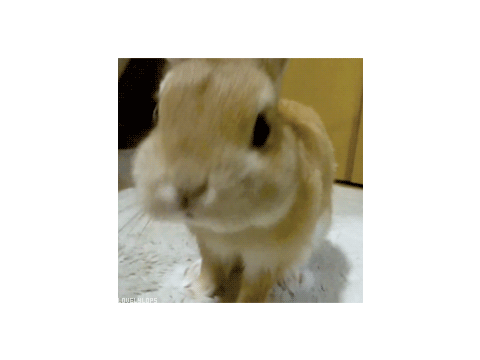 Cute animal gifs