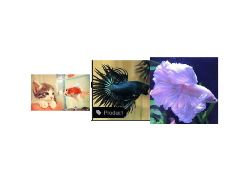 which is your favorite(FISH)