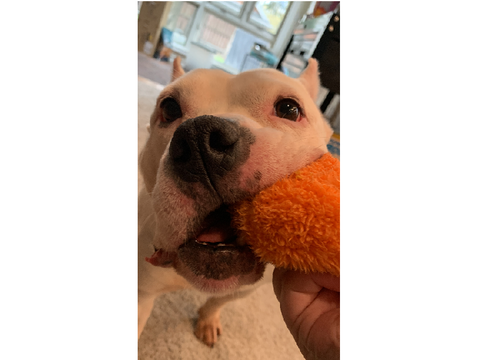 My dog is adorable huh?