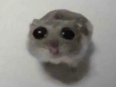 The Sad Hamster