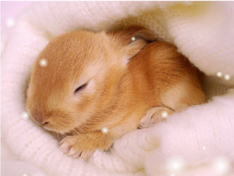 rabbit love
