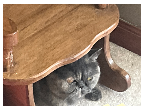 I just love my cat