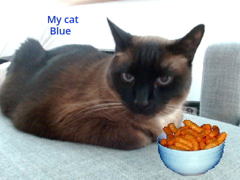 MY CAT BLUE!