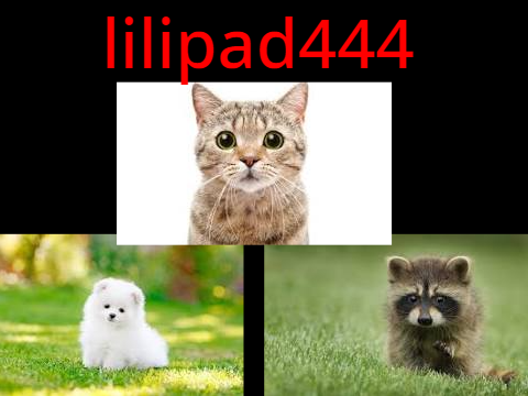 Pfp for @lilipad444