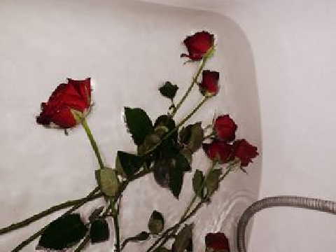Roses - p o e m