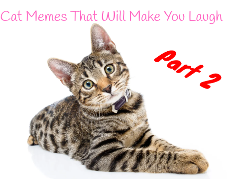 Cat Memes That Will Make You Laugh Part 2