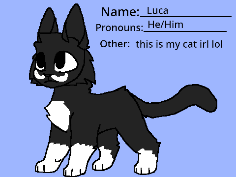 my cat