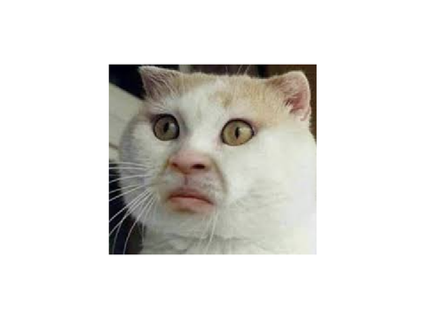 memes slide show