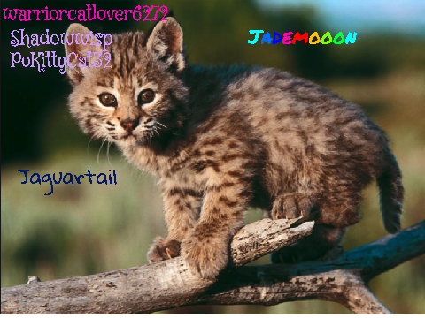 Sign here if you're against Bobcat hunting! 