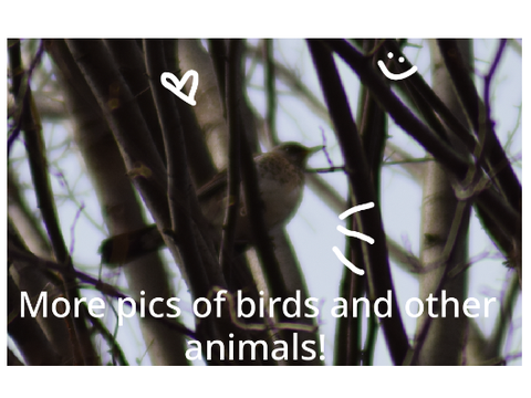 More bird pictures + other animals!