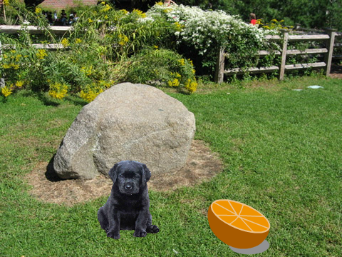 virtual dog